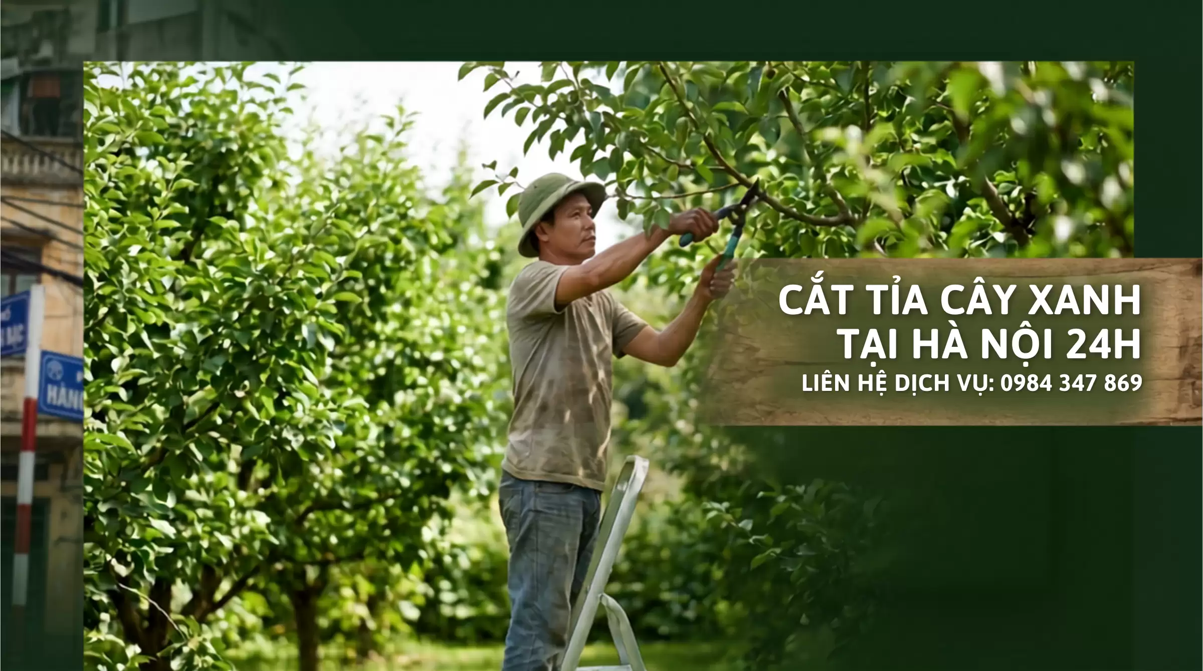Cắt Tỉa Cây Xanh Hà Nội 24h – Khảo Sát & Báo Giá Miễn Phí
